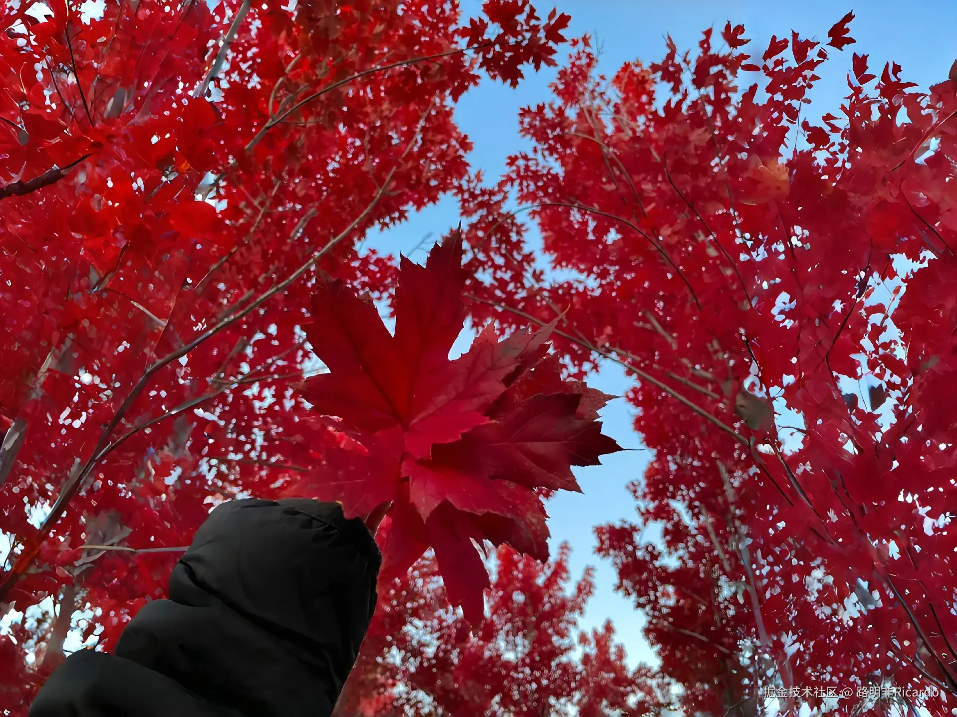 【螺旋矩阵全解析】一文吃透LeetCode 54/59/146,带你玩转二维数组的“花式遍历”!